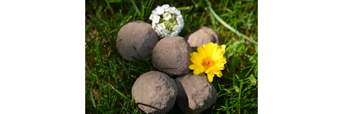 Seedballs - Förderung der Insektenvielfalt leicht gemacht - Seeballs für unsere Natur