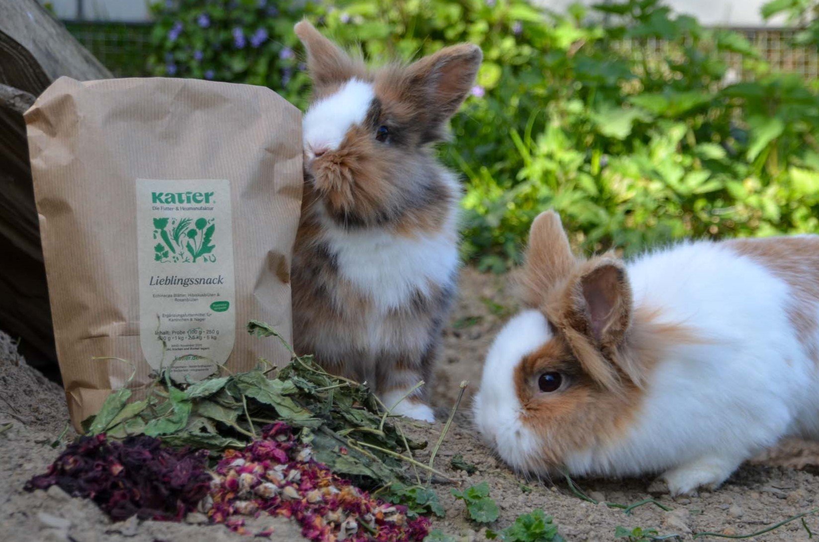 Kaninchen am Futter