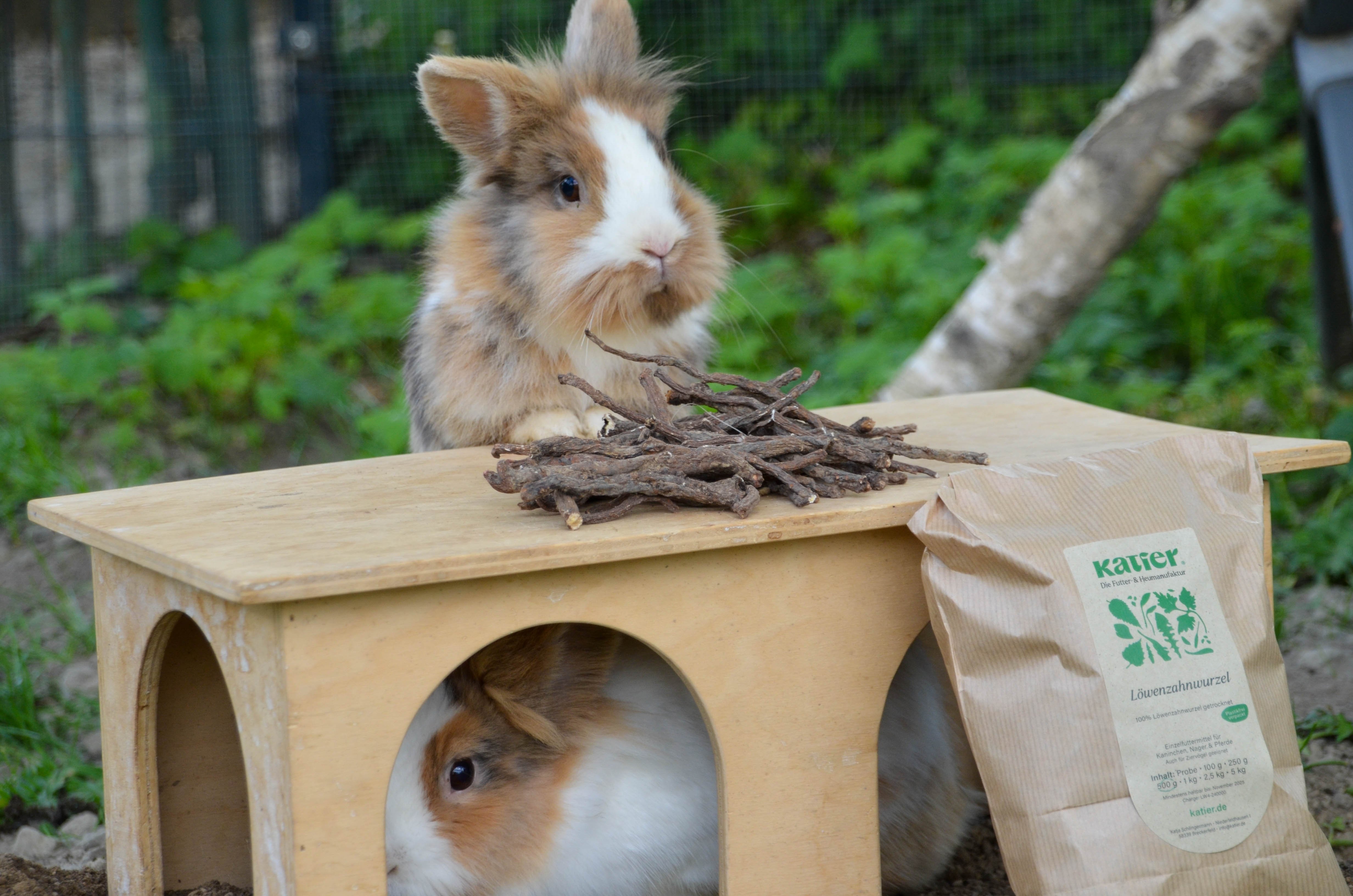 Kaninchen an Löwenzahnwurzeln
