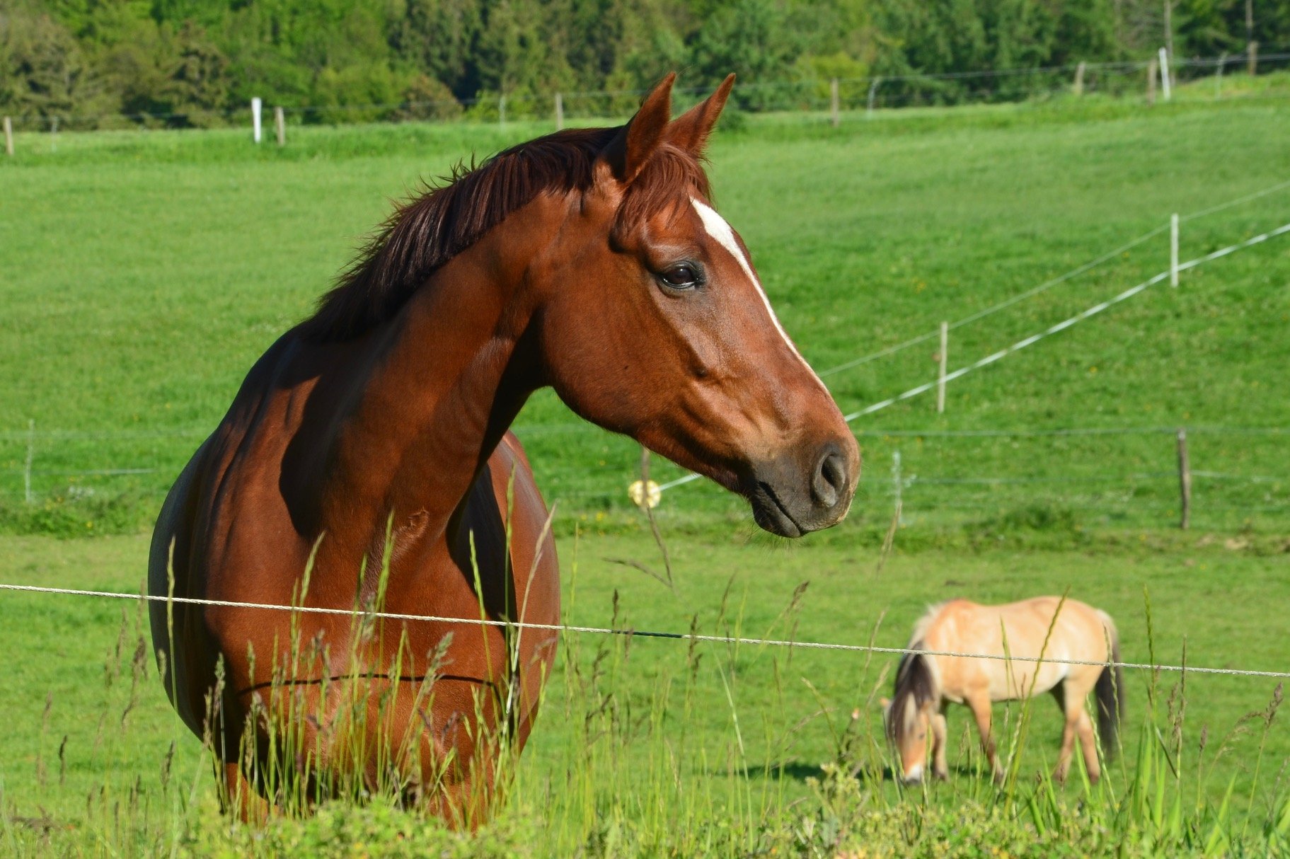Die Pferde bei uns auf der Wiese