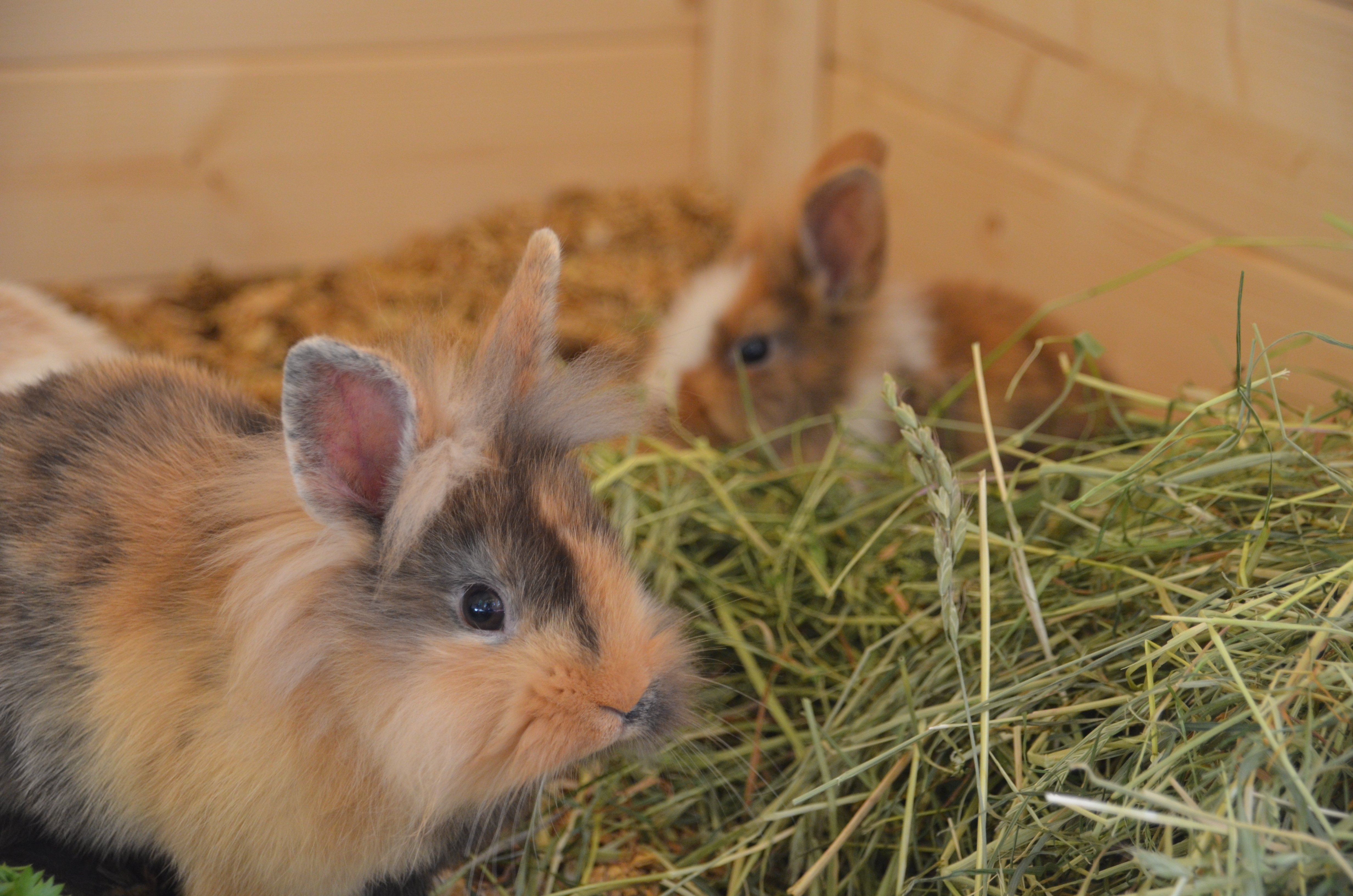 Unser Heu und unsere Kaninchen