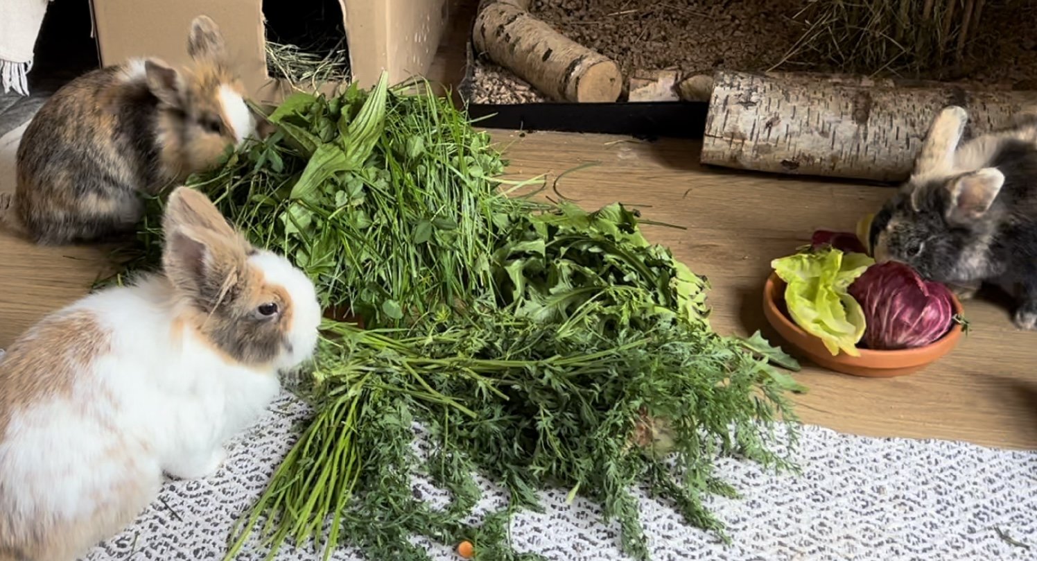 Kaninchen mit leckerem frischen Futter