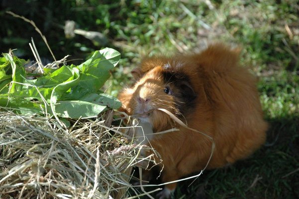 Meerschweinchen mümmelt am Heu