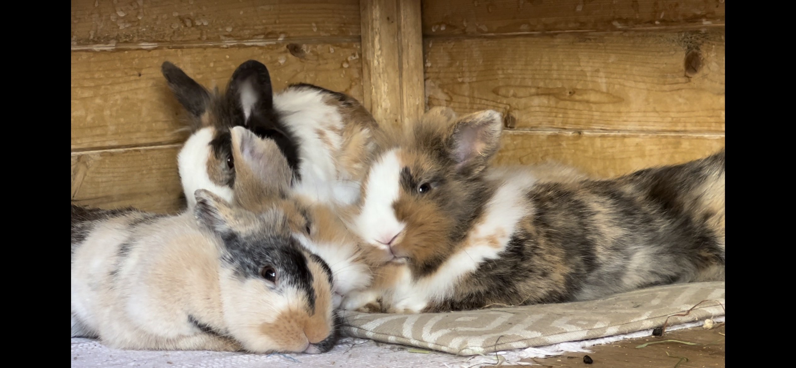 Vier schlafende Kaninchen