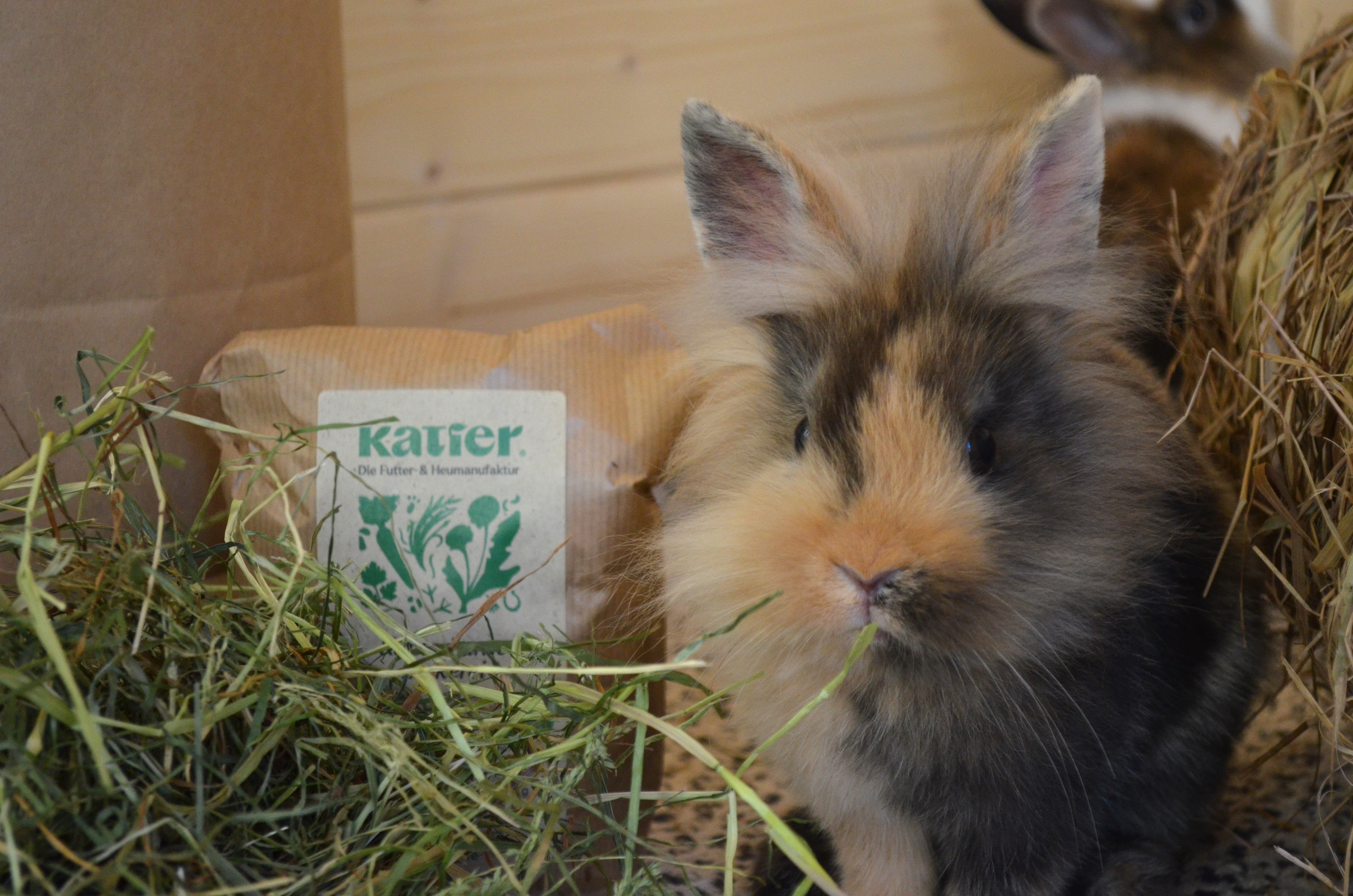 Unser Kaninchen mit unserem Heu