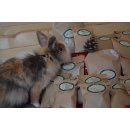 Adventskalender Kaninchen & Nager *versandkostenfrei*
