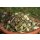Schweinchen Mix
