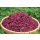 Rote Beete Würfel