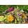 Garten Mix