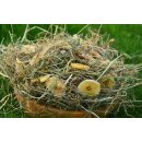 Genuss Heumix 250g (verschiedene Variationen)