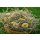 Genuss Heumix 250g (verschiedene Variationen)