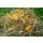 Genuss Heumix 250g (verschiedene Variationen)