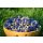 Kornblumenblüten blau