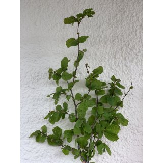 frische Haselnuss Äste