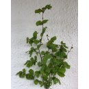 frische Haselnuss Äste