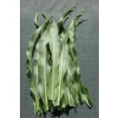 getrocknete Maisblätter 6 Stück